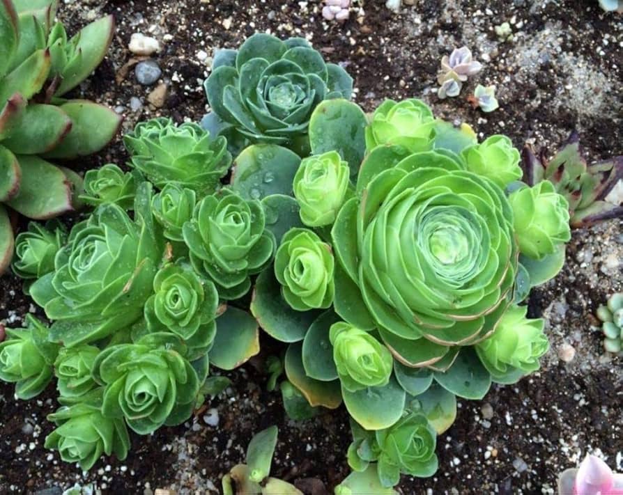 200 Pcs Mixed Mini Succulent Seeds for Bonsai and Garden Plants