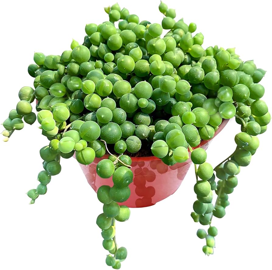 String of Pearls Live Succulent, 2 Inch Fully Rooted Potted Plant, Easy Care & Drought Tolerant, Trailing Indoor Houseplant for Home Decor