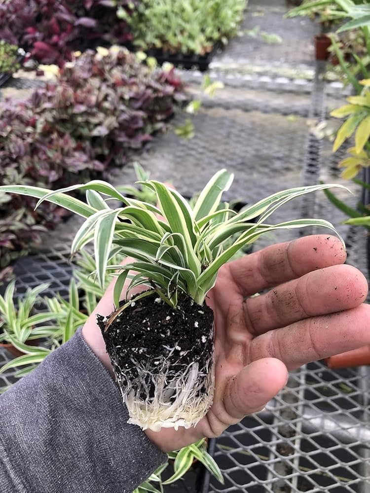 3 Pack Airplane Spider Plant Live Indoor Houseplants