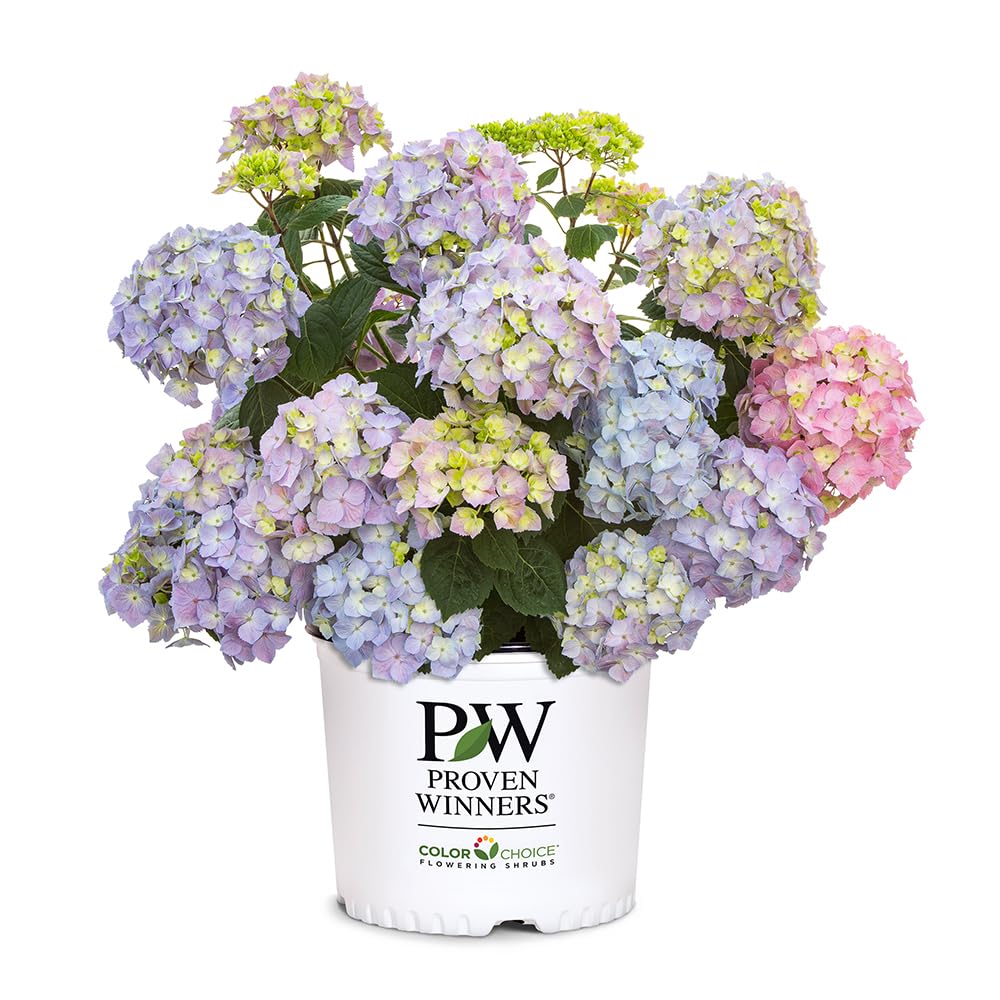Proven Winners 2 Gal. Let's Dance Skyview Hydrangea Shrub