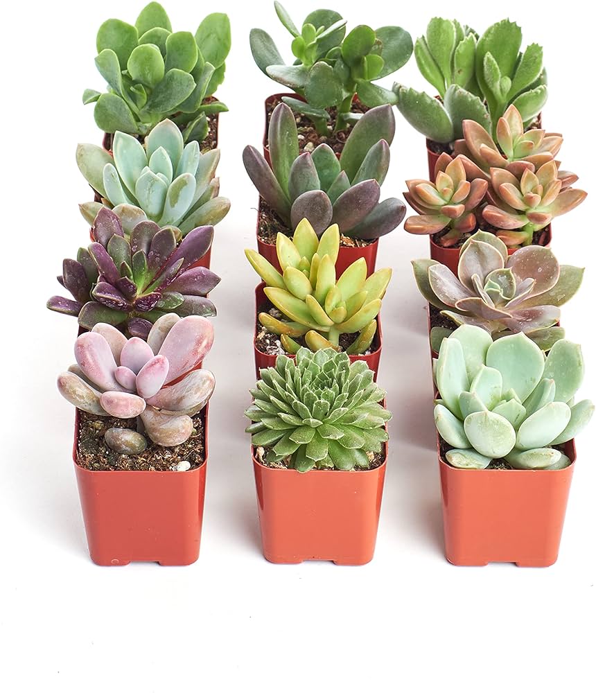 Shop Succulents Everything Mini Succulent Plant Pack – Live Mini Succulent Plants, Assorted Colorful Mix, Easy Care Houseplants – Gardening, Terrariums, Gifts & Party Favors, 2" Pots