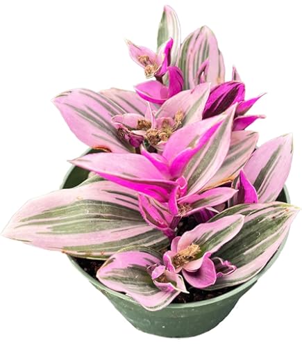 Live Tradescantia Nanouk Plant 2 Inch Easy Care Houseplant